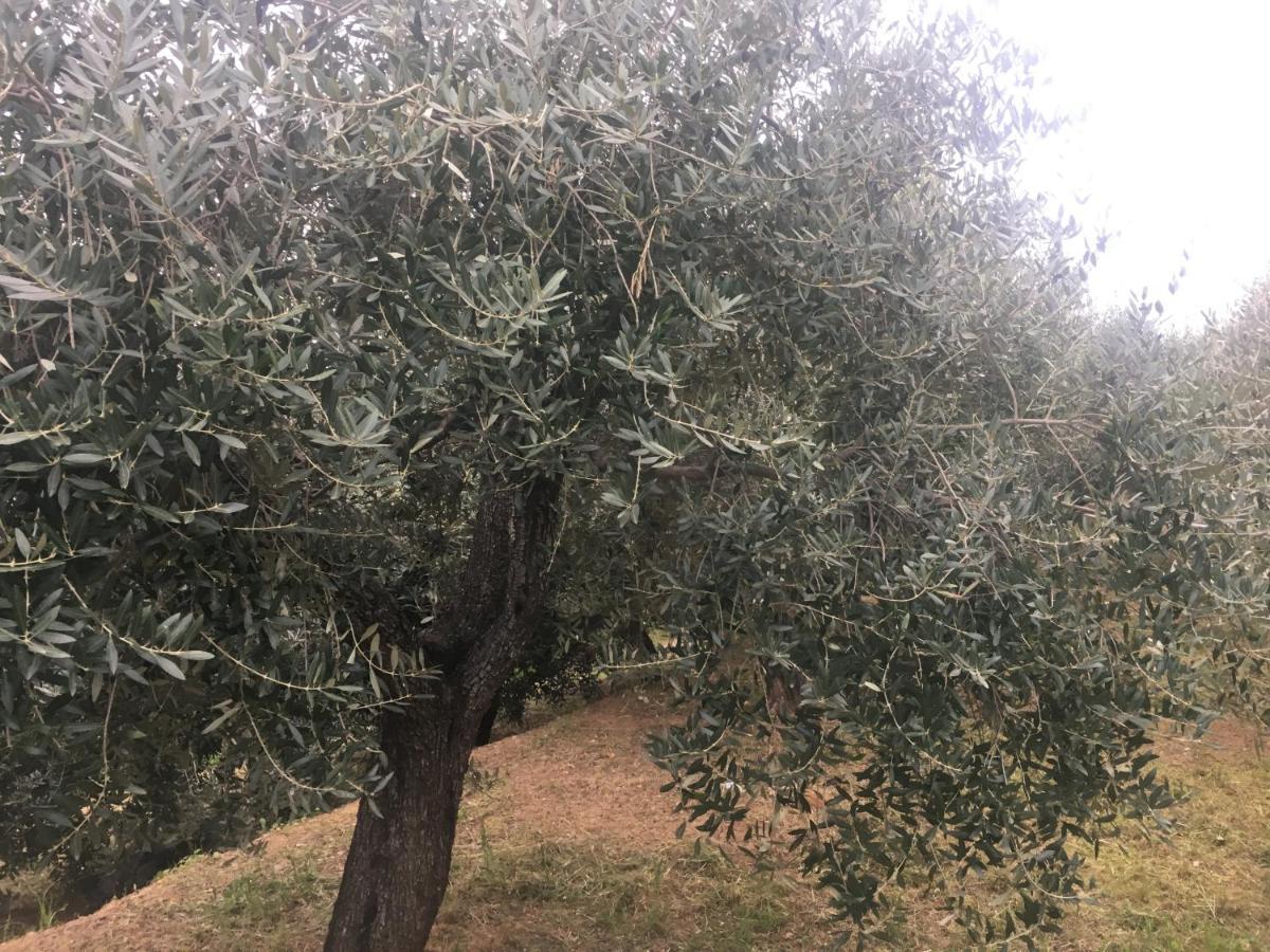 Agriturismo Lavalleggia Tovo San Giacomo Luaran gambar